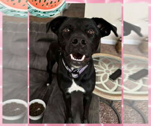 Mutt Dogs for adoption in Jacksonville, NC, USA