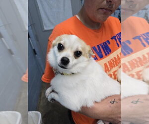 Chihuahua Dogs for adoption in Evansville, IN, USA