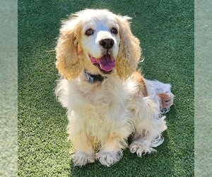 Cocker Spaniel Dogs for adoption in Camarillo, CA, USA