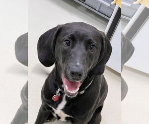 Labrador Retriever-Unknown Mix Dogs for adoption in Webster, WI, USA