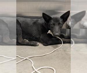 German Shepherd Dog Dogs for adoption in San Martin, CA, USA