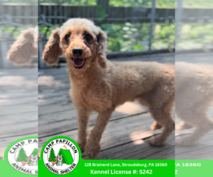Mutt Dogs for adoption in Stroudsburg, PA, USA