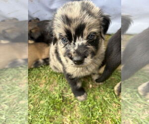 Catahoula Leopard Dog-Labrador Retriever Mix Dogs for adoption in The Woodlands, TX, USA