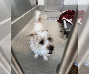 Cairn Terrier Dogs for adoption in San Martin, CA, USA