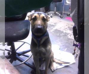 German Shepherd Dog-Unknown Mix Dogs for adoption in Tallahassee, FL, USA