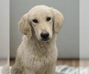 Golden Retriever-Unknown Mix Dogs for adoption in HESPERIA, CA, USA