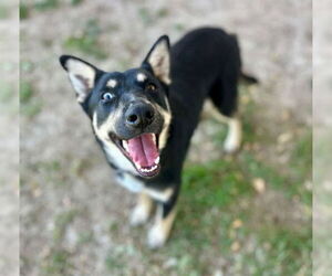 Medium Photo #1 German Shepherd Dog Puppy For Sale in Riverside, CA, USA