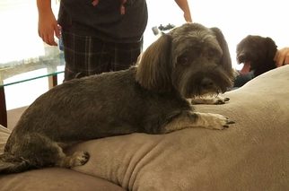 Havanese Dogs for adoption in Fresno, CA, USA