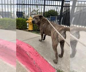 American Pit Bull Terrier-Unknown Mix Dogs for adoption in Oklahoma City, OK, USA