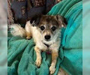 Jack Russell Terrier-Unknown Mix Dogs for adoption in Yardley, PA, USA