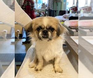 Pekingese Dogs for adoption in Benton, LA, USA