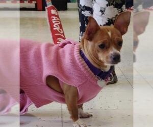 Chiweenie Dogs for adoption in Livonia, MI, USA