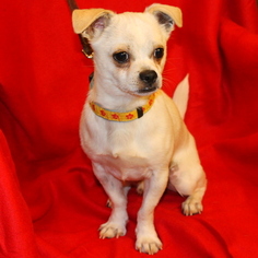 Medium Photo #1 Chug Puppy For Sale in Texarkana, TX, USA