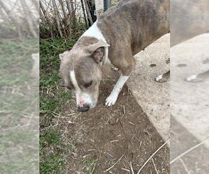 Medium Photo #1 Mutt Puppy For Sale in Oklahoma City, OK, USA