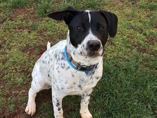Pointer Dogs for adoption in Rydal, GA, USA