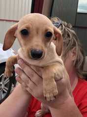 Medium Photo #1 Chiweenie Puppy For Sale in Lakewood, CO, USA