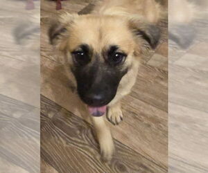 Shih Tzu-Unknown Mix Dogs for adoption in Royal Palm Beach, FL, USA