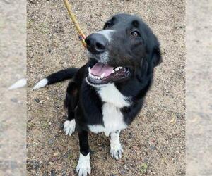 Collie Dogs for adoption in Park Falls, WI, USA