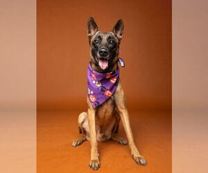 Mutt Dogs for adoption in Stevens Point, WI, USA