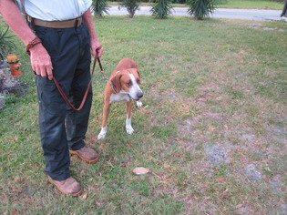 Mutt Dogs for adoption in Cocoa, FL, USA