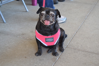 Pug Dogs for adoption in Florence, AL, USA