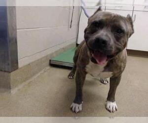 American Staffordshire Terrier Dogs for adoption in Santa Maria, CA, USA