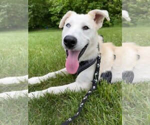 Huskies -Unknown Mix Dogs for adoption in Elgin, IL, USA