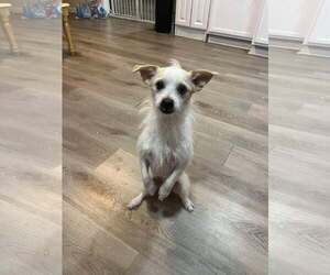 Mutt Dogs for adoption in Deepwater, NJ, USA