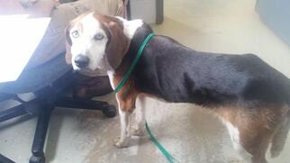 Beagle Dogs for adoption in Camden, TN, USA