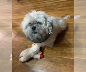 Shih Tzu Dogs for adoption in Iroquois, IL, USA