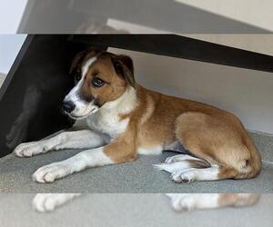 Shollie Dogs for adoption in San Martin, CA, USA