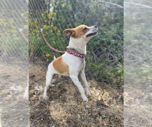 Parson Russell Terrier-Unknown Mix Dogs for adoption in New Orleans, LA, USA