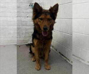 German Shepherd Dog-Unknown Mix Dogs for adoption in San Bernardino, CA, USA