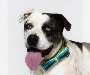 Saint Bernard-Unknown Mix Dogs for adoption in Santa Barbara, CA, USA