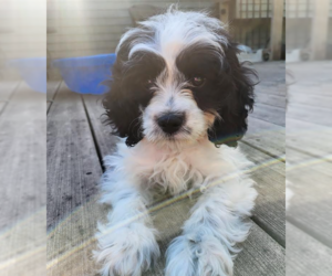 Cavalier King Charles Spaniel Dogs for adoption in Brooklyn Center, MN, USA