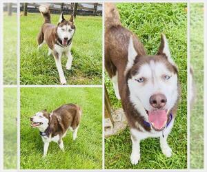 Siberian Husky Dogs for adoption in Westminster, MD, USA
