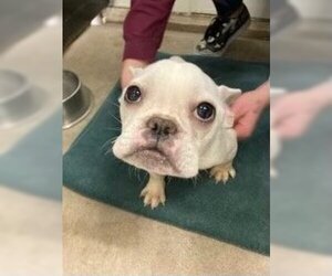 French Bulldog Dogs for adoption in Claremore, OK, USA
