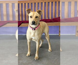 Carolina Dog-Unknown Mix Dogs for adoption in Genesee, WI, USA