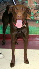 Doberman Pinscher Dogs for adoption in Euless, TX, USA