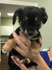 Minnie Jack Dogs for adoption in Gulfport, MI, USA