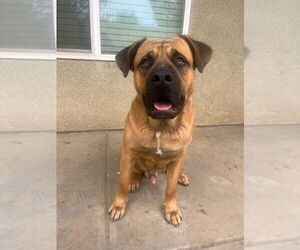 Mastiff-Unknown Mix Dogs for adoption in Goodyear, AZ, USA