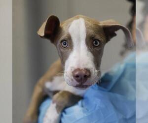 American Staffordshire Terrier-Unknown Mix Dogs for adoption in San Antonio, TX, USA