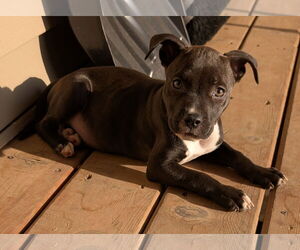 American Pit Bull Terrier-Unknown Mix Dogs for adoption in Des Moines, IA, USA