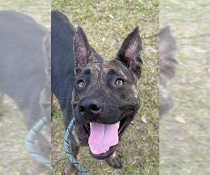 German Shepherd Dog-Unknown Mix Dogs for adoption in Fort Lauderdale, FL, USA