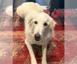 Great Pyrenees Dogs for adoption in Missoula, MT, USA