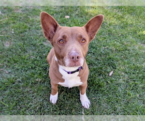 Pembroke Welsh Corgi-Unknown Mix Dogs for adoption in San Clemente, CA, USA