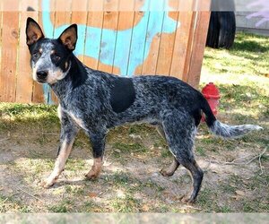 Australian Cattle Dog Dogs for adoption in West Valley, UT, USA