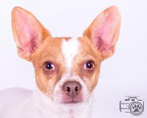 Chiweenie Dogs for adoption in Colorado Springs , CO, USA