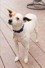 Jack-Rat Terrier Dogs for adoption in Chantilly, VA, USA