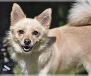 Schipperke Dogs for adoption in Garland, TX, USA